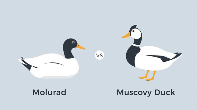moulard vs muscovy duck