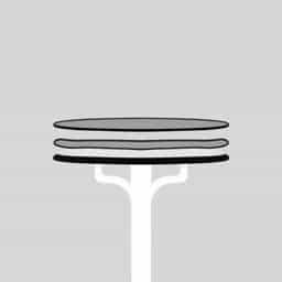 Innermost And Thinnest Meninx