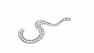 Kalatoa Reticulated Python Size