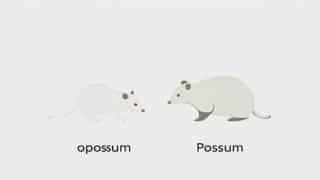 Opossum Vs Possum Pronunciation