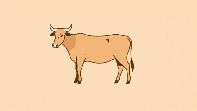 Cross Breed Of Bonsmara And Afrikaner