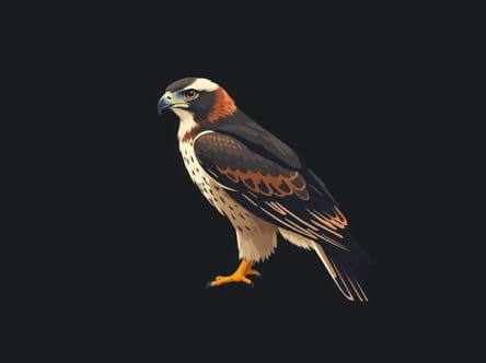 Sharp Shinned Hawk Range