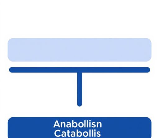 Between Anabolism And Catabolism