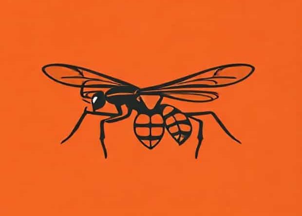 A Tarantula Hawk Wasp