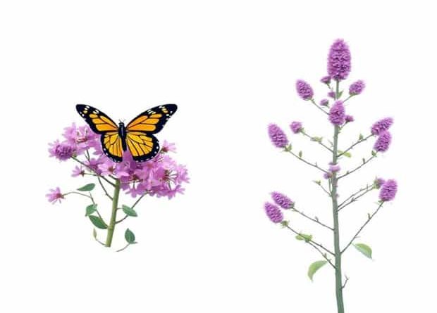 Butterfly Bush Vs Chaste Tree