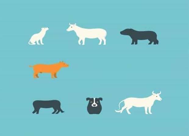 Canine Feline Bovine Murine Equine