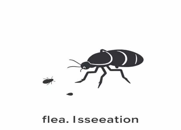 How To Get Rid Of Flea Infestation