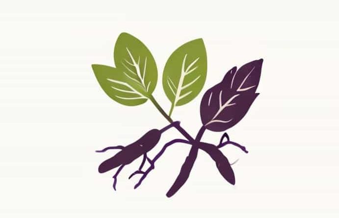 Elderberry And Burdock Root