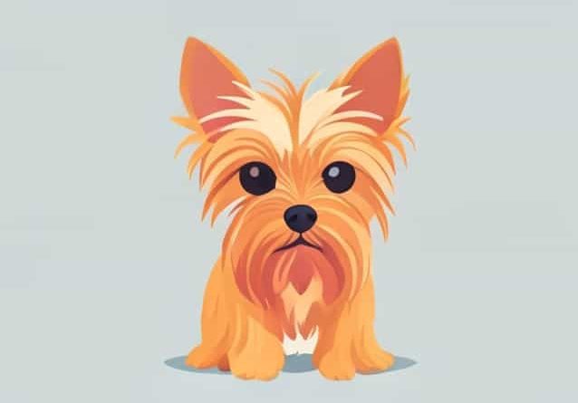 It'S Not For Girls Yorkie