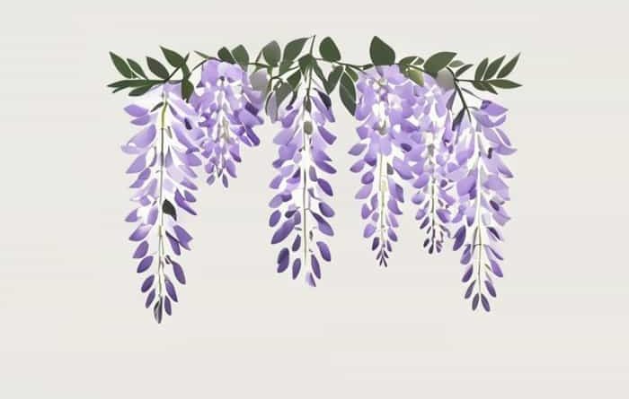 Scientific Name For Wisteria