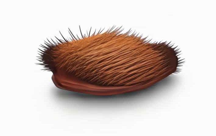 Using A Boar Bristle Brush