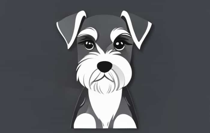 Venta De Schnauzer Miniatura