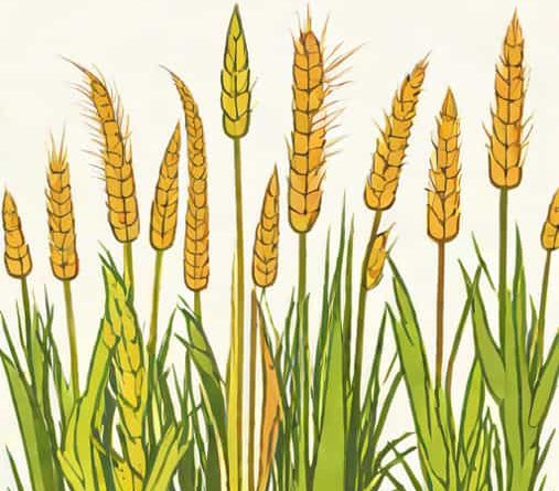 Are Bulrush And Cattail The Same Thing