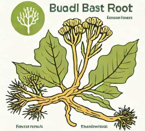 Bladderwrack And Burdock Root Benefits