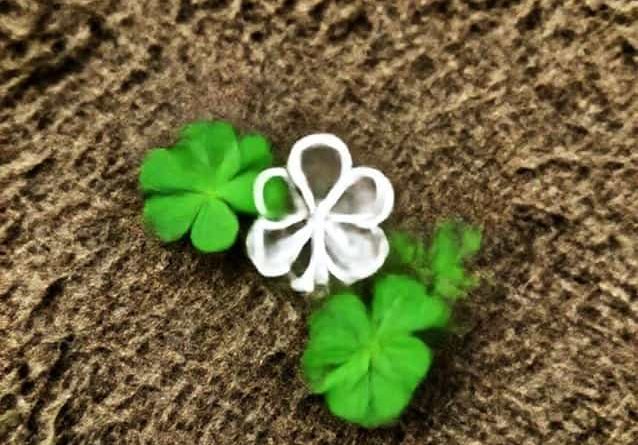 Bonide Chickweed Clover & Oxalis Killer