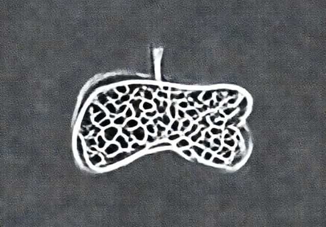 Essential Distinctive Cells Of An Organ