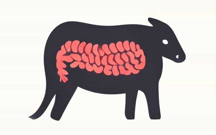 Label The Parts Of The Ruminant Stomach