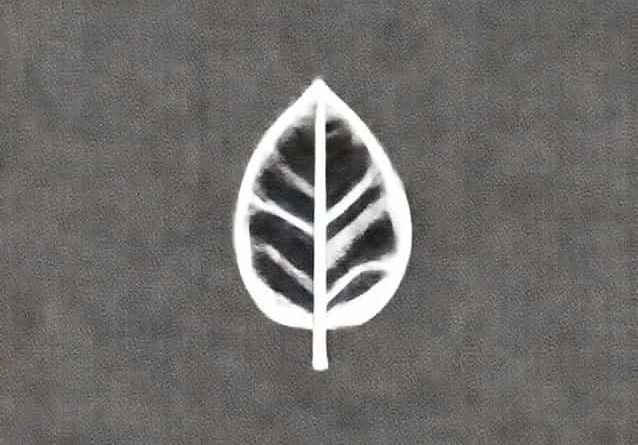 Leaf Blotch Of Turmeric Causal Organism