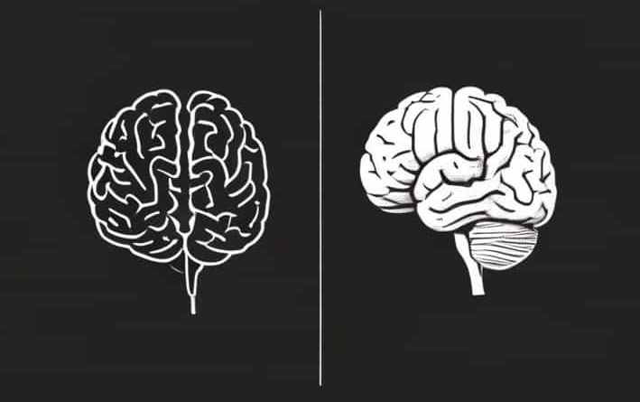 Left And Right Hemisphere Of The Brain