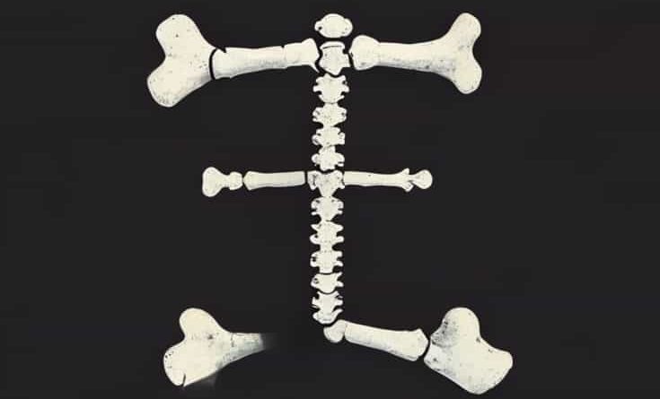 Long Bones Ossify By A Process Known As