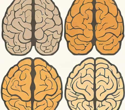 Right And Left Hemisphere Of The Brain