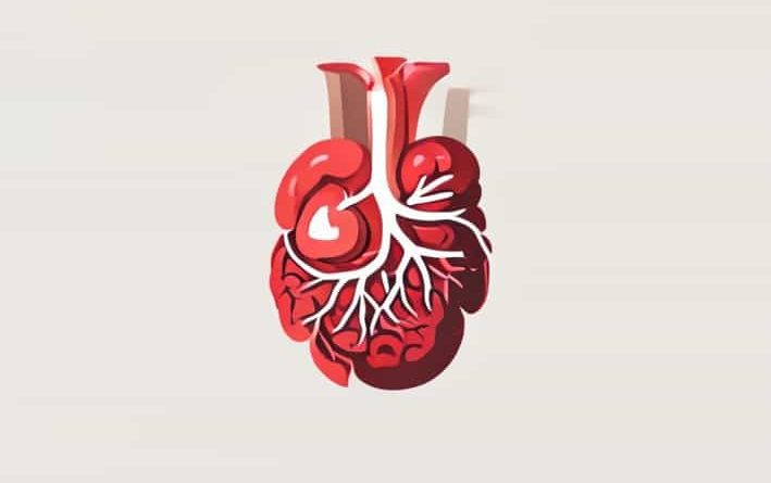 The 4 Chambers Of A Ruminant'S Stomach