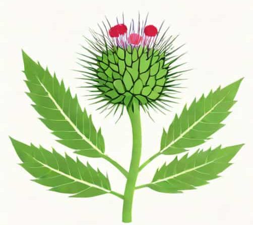 Does Milk Thistle Help Kidneys