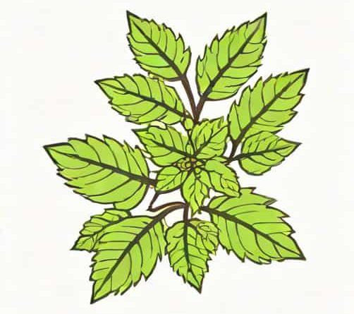 Does Patchouli Smell Like Weed