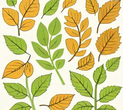 Function Of Petiole And Lamina