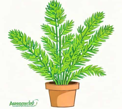 How To Care For Asparagus Fern