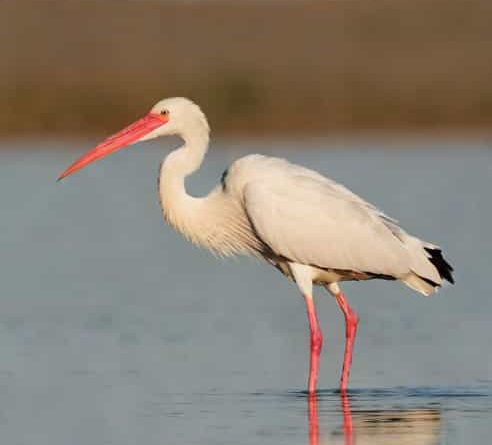 Keystone Lake Spoonbill Guides