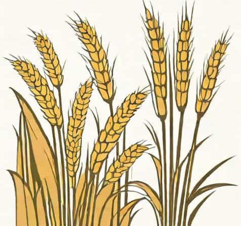 What Is A Bulrush In The Bible