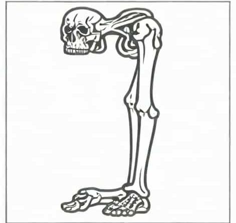 Your Femur Is What Type Of Bone