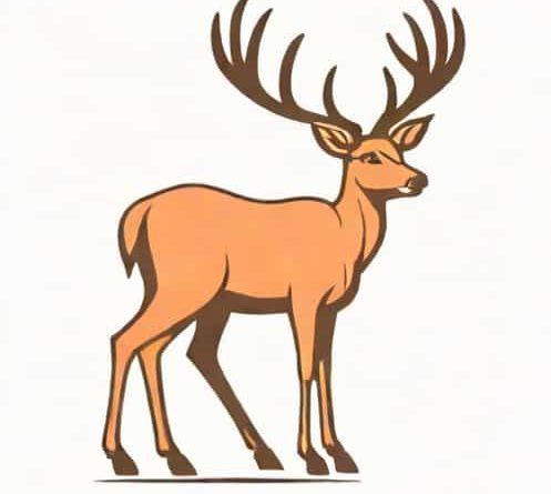 Is A Deer A Ruminant