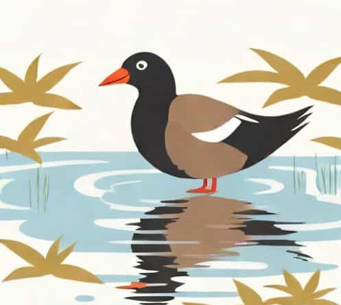 Is A Moorhen A Coot