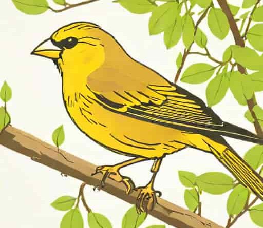 Greenfinch Or Yellowhammer
