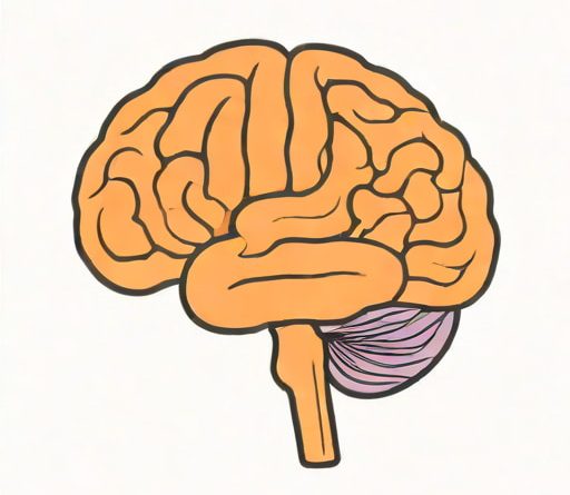 The Middle Cerebellar Peduncle